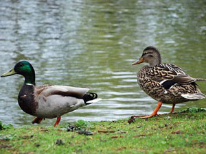 Duck pond photo